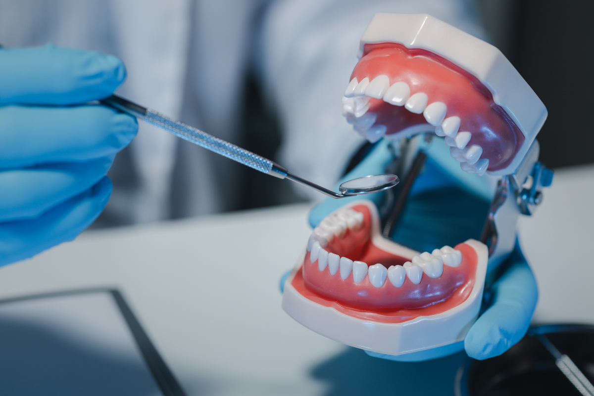 Dentist examining dental model showing white teeth with mirror tool during cosmetic consultation.